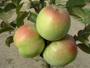 Æbletræ'Filippa'